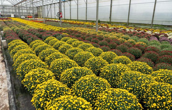 Vente de plantes et de fleurs Bertincourt