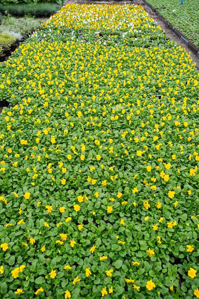 Vente de plantes et de fleurs Bertincourt