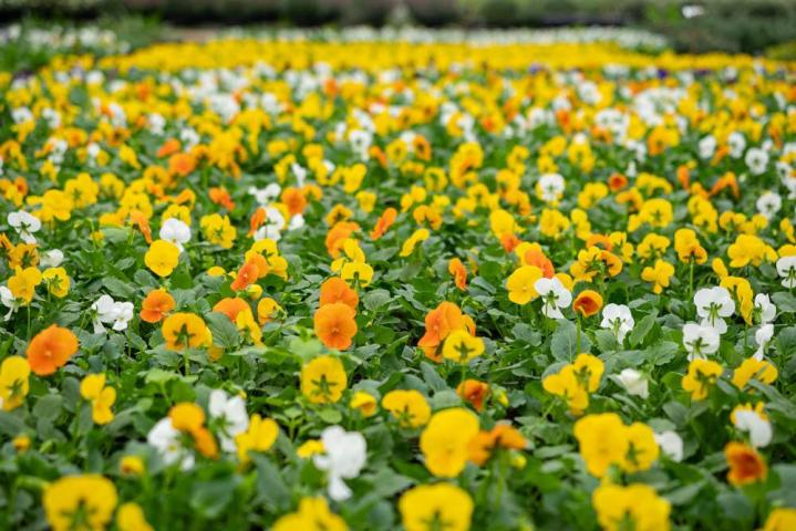Vente de plantes et de fleurs Bertincourt