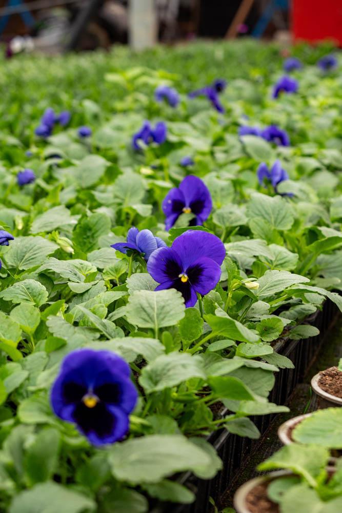 Vente de plantes et de fleurs Bertincourt