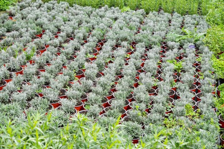 Vente de plantes et de fleurs Bertincourt