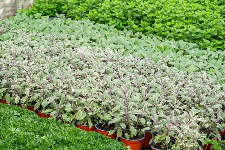 Vente de plantes et de fleurs Bertincourt