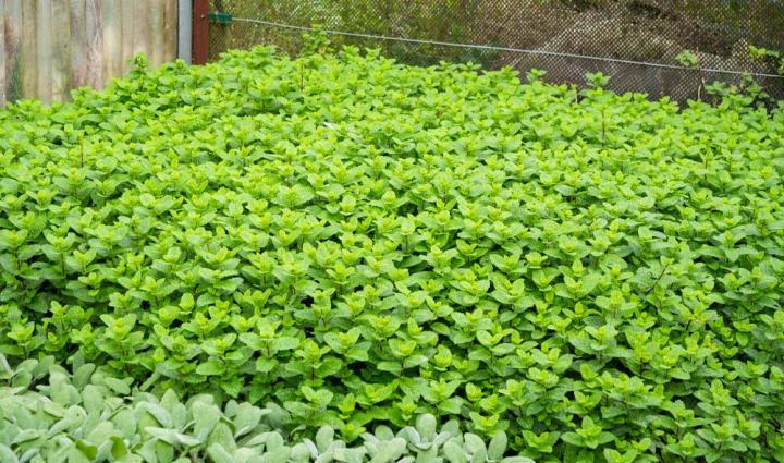 Vente de plantes et de fleurs Bertincourt