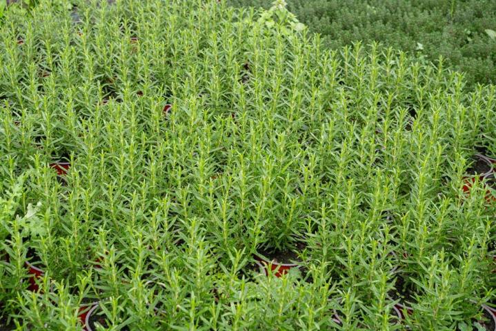 Vente de plantes et de fleurs Bertincourt