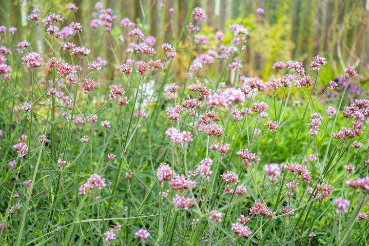 Vente de plantes et de fleurs Bertincourt