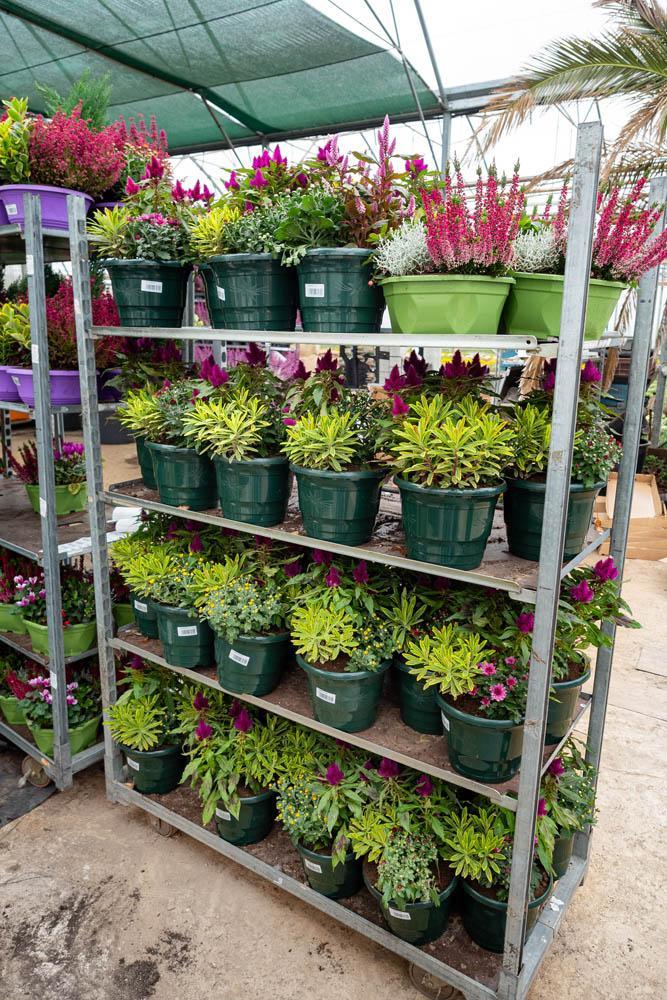 Vente de plantes et de fleurs Bertincourt