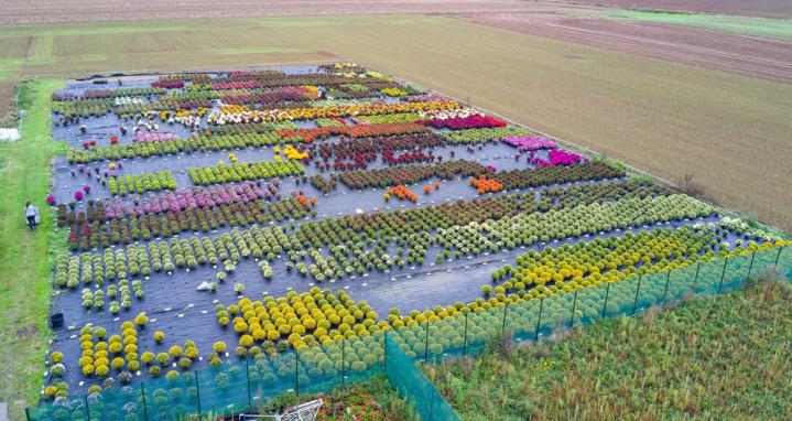 Vente de plantes et de fleurs Bertincourt
