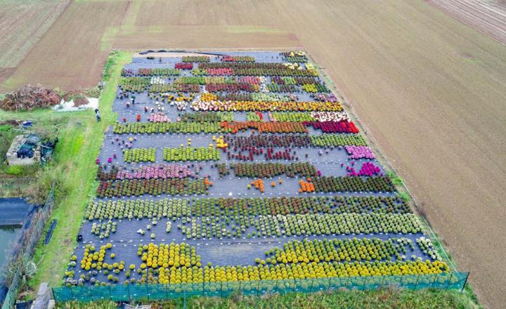 Vente de plantes et de fleurs Bertincourt