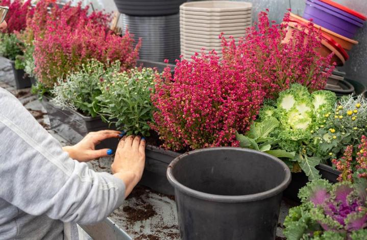 Vente de plantes et de fleurs Bertincourt