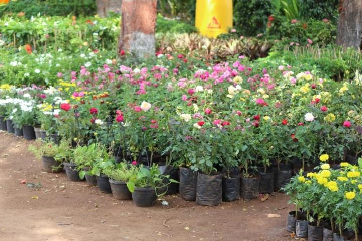 Vente plantes et fleurs à Arras<br/>Vente plantes et fleurs dans la ville de Arras<br/>Vente plantes et fleurs près de Arras<br/>